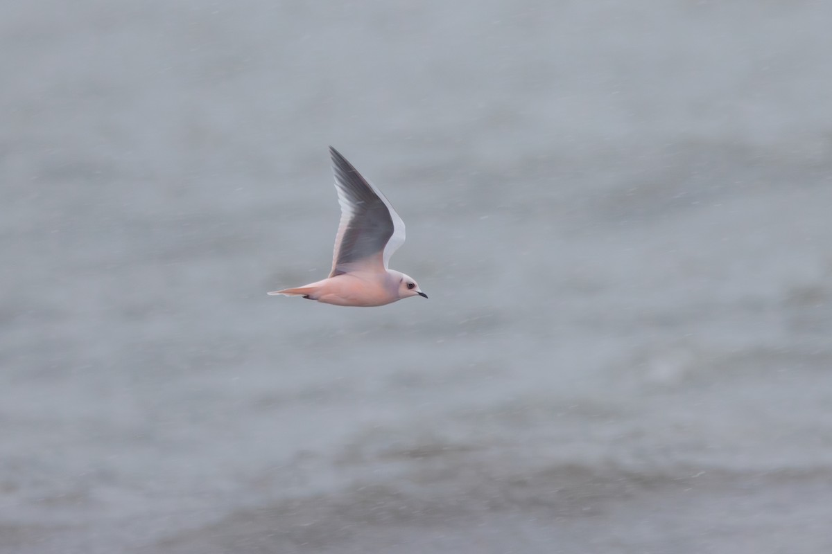 Antxeta arrosa - ML644774486