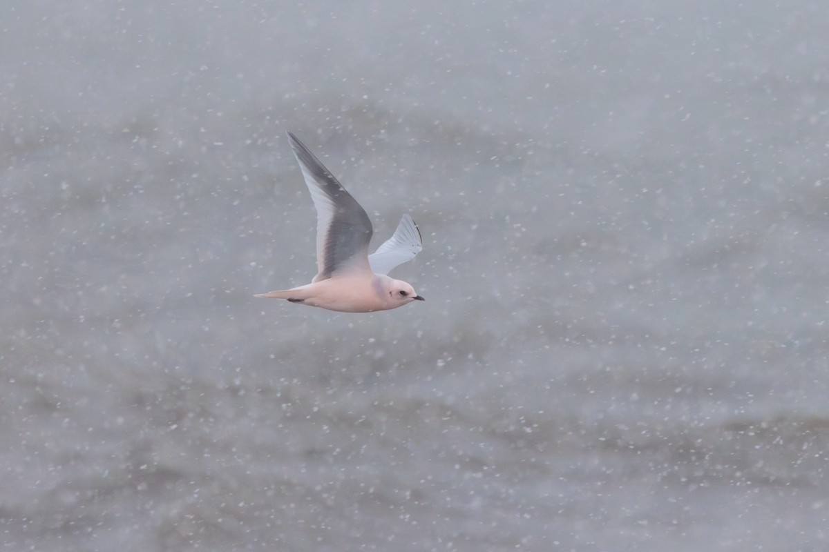 Antxeta arrosa - ML644774487