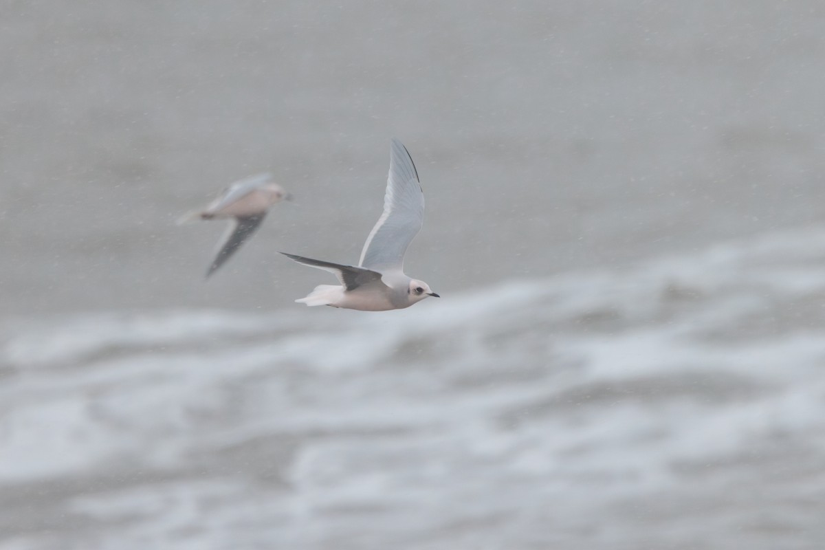 Antxeta arrosa - ML644774488