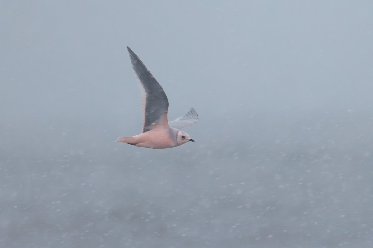 Antxeta arrosa - ML644774489