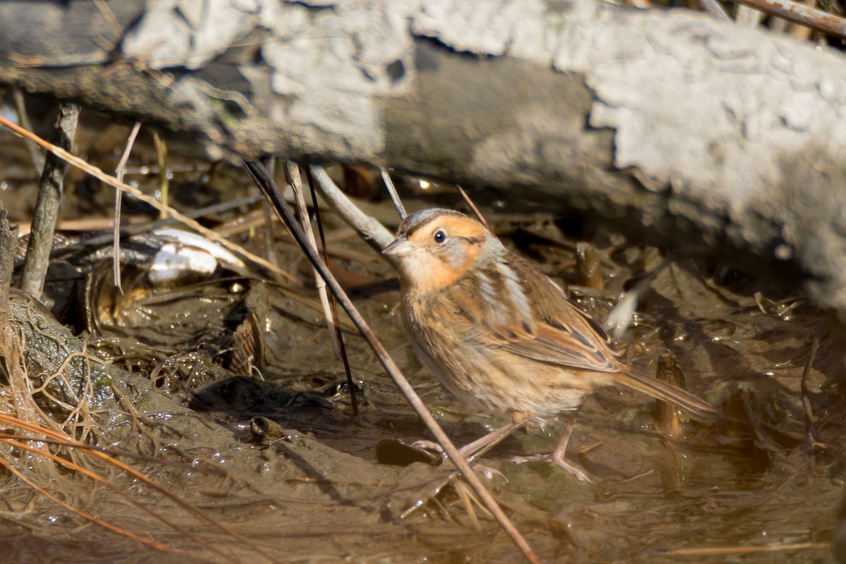 Nelson's Sparrow - ML644774491