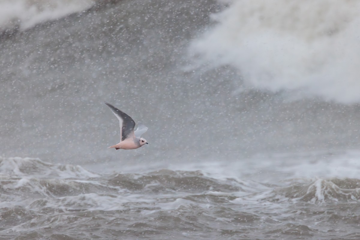 Antxeta arrosa - ML644774492