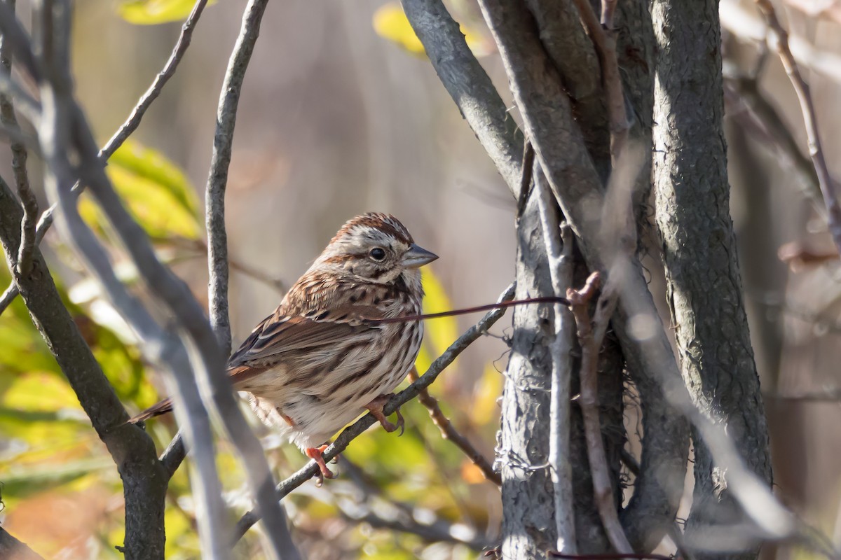 Song Sparrow - ML644774498