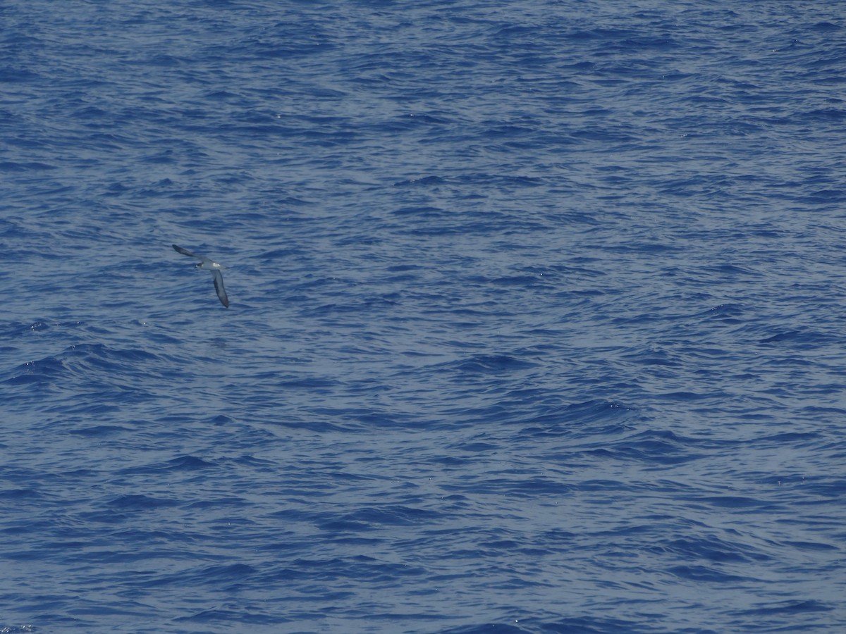 Hawaiian Petrel - ML644774510