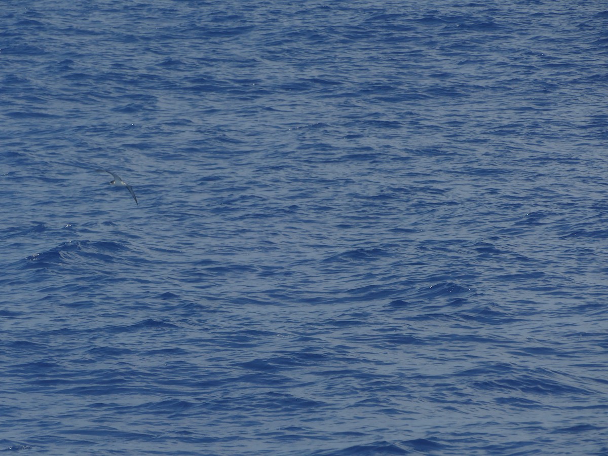 Hawaiian Petrel - ML644774511