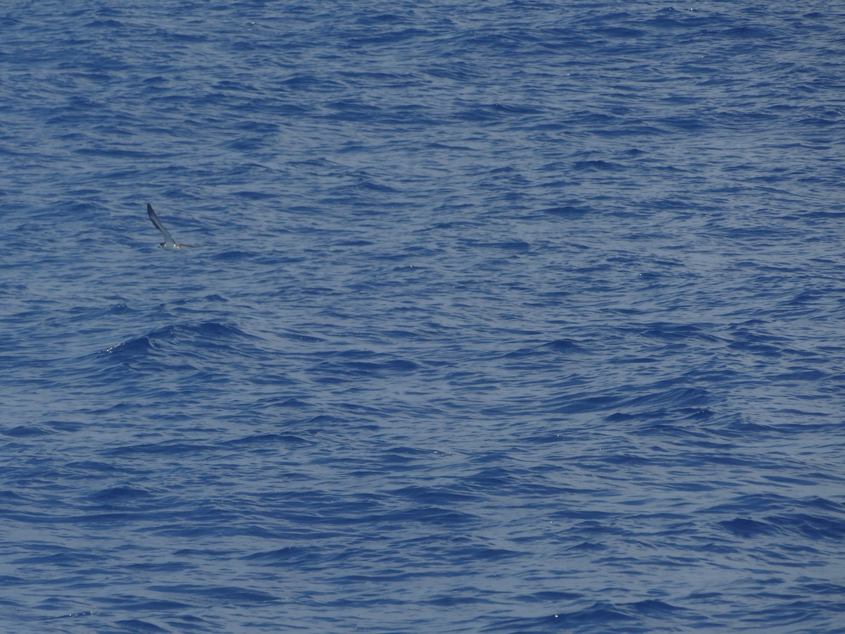 Hawaiian Petrel - ML644774512