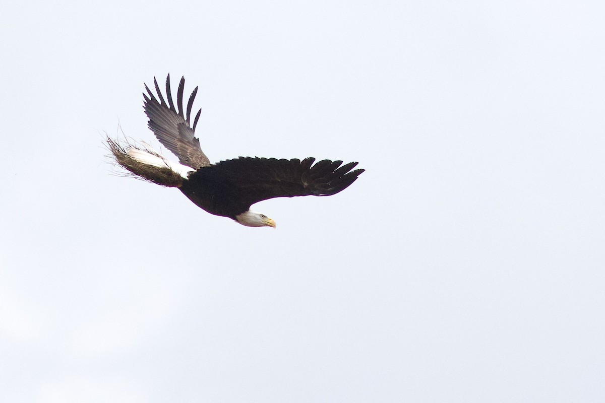 Itsas arrano buruzuria - ML644774518