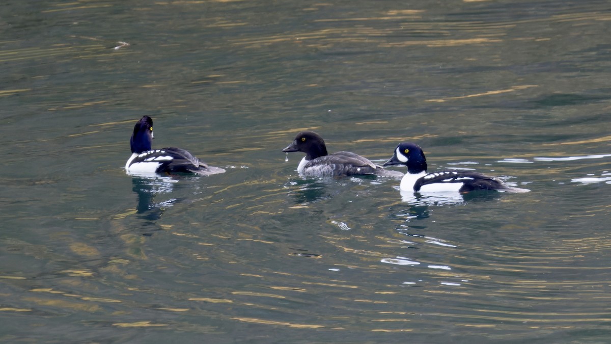 Barrow's Goldeneye - ML644774519