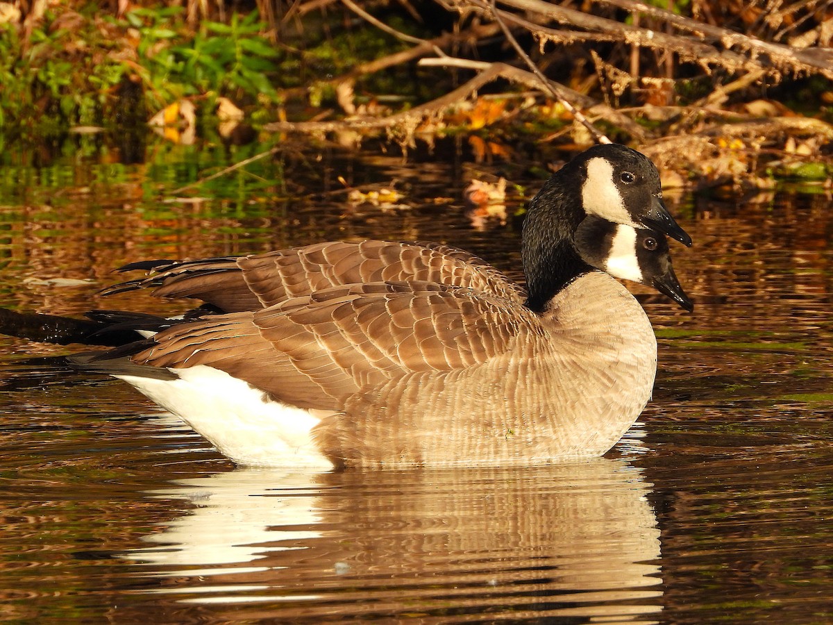 Canada Goose - ML644774529