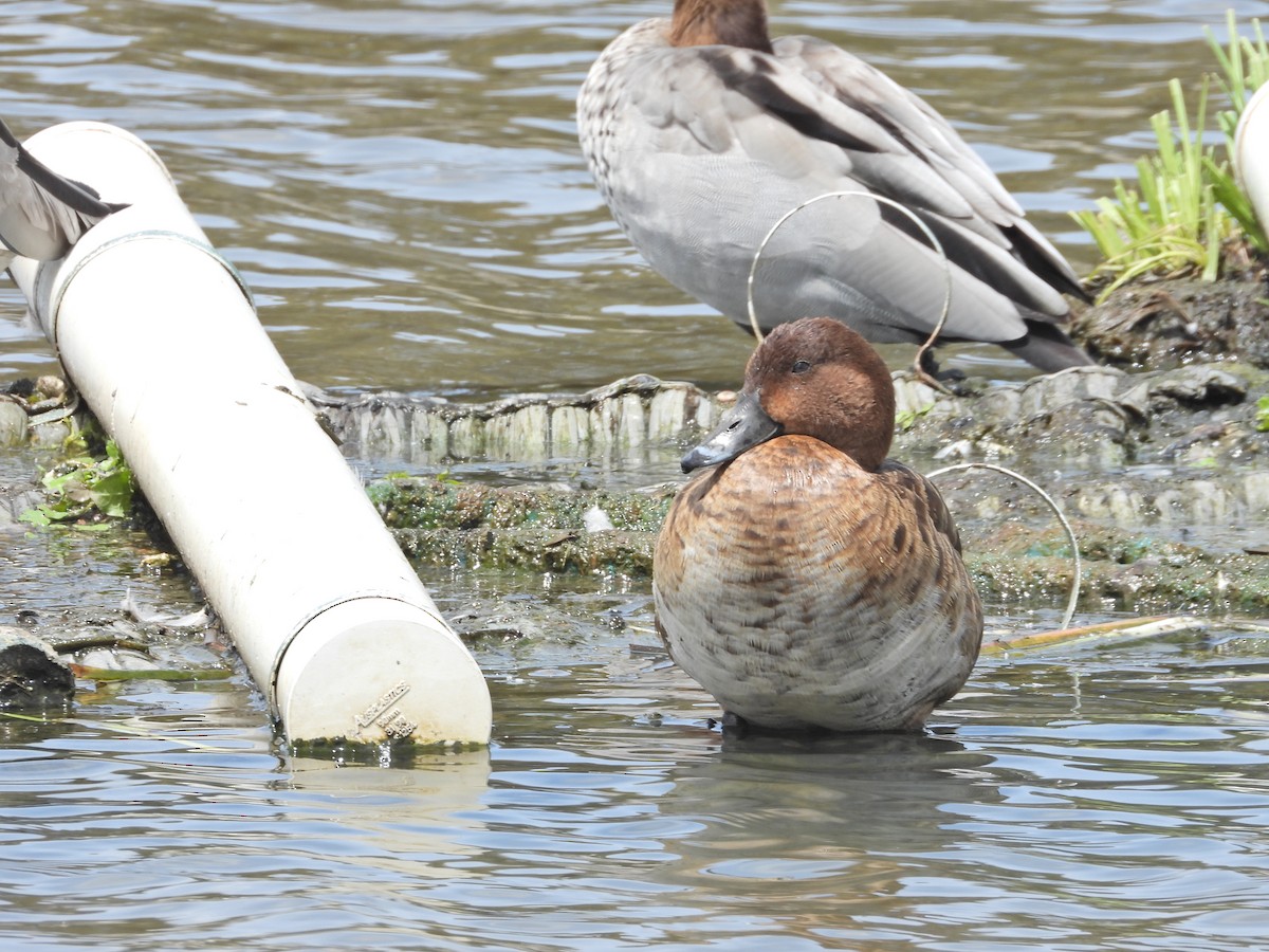 Hardhead - ML644774540