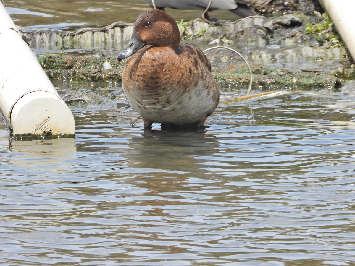 Hardhead - ML644774549