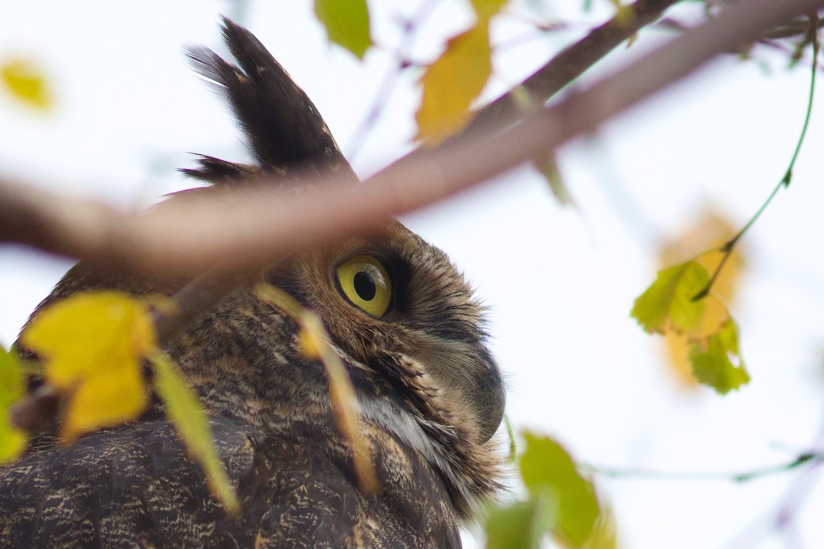 Great Horned Owl - ML644774553