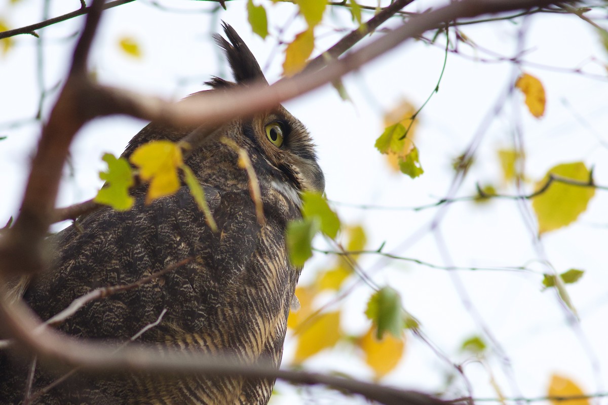 Great Horned Owl - ML644774554