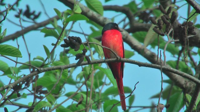 Scarlet Minivet - ML644774555