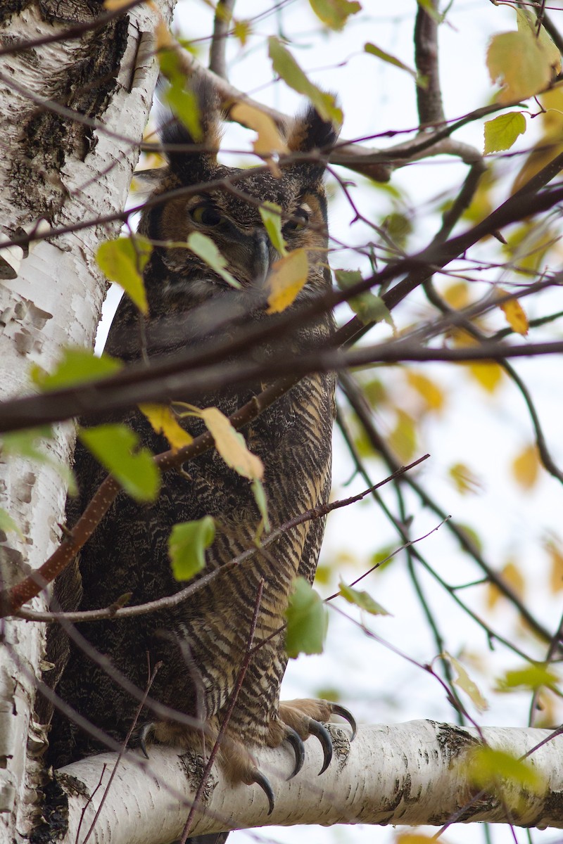Great Horned Owl - ML644774557