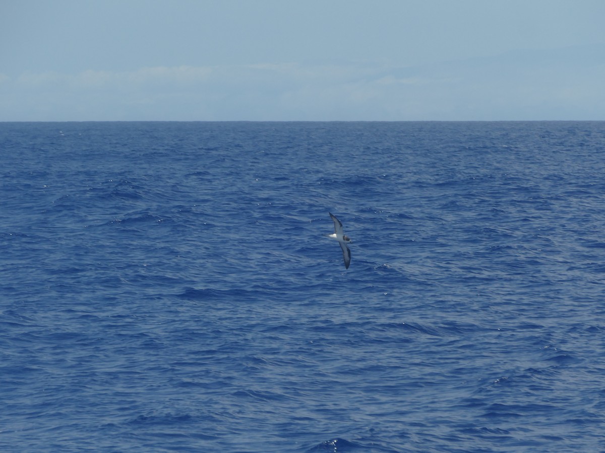 Hawaiian Petrel - ML644774562