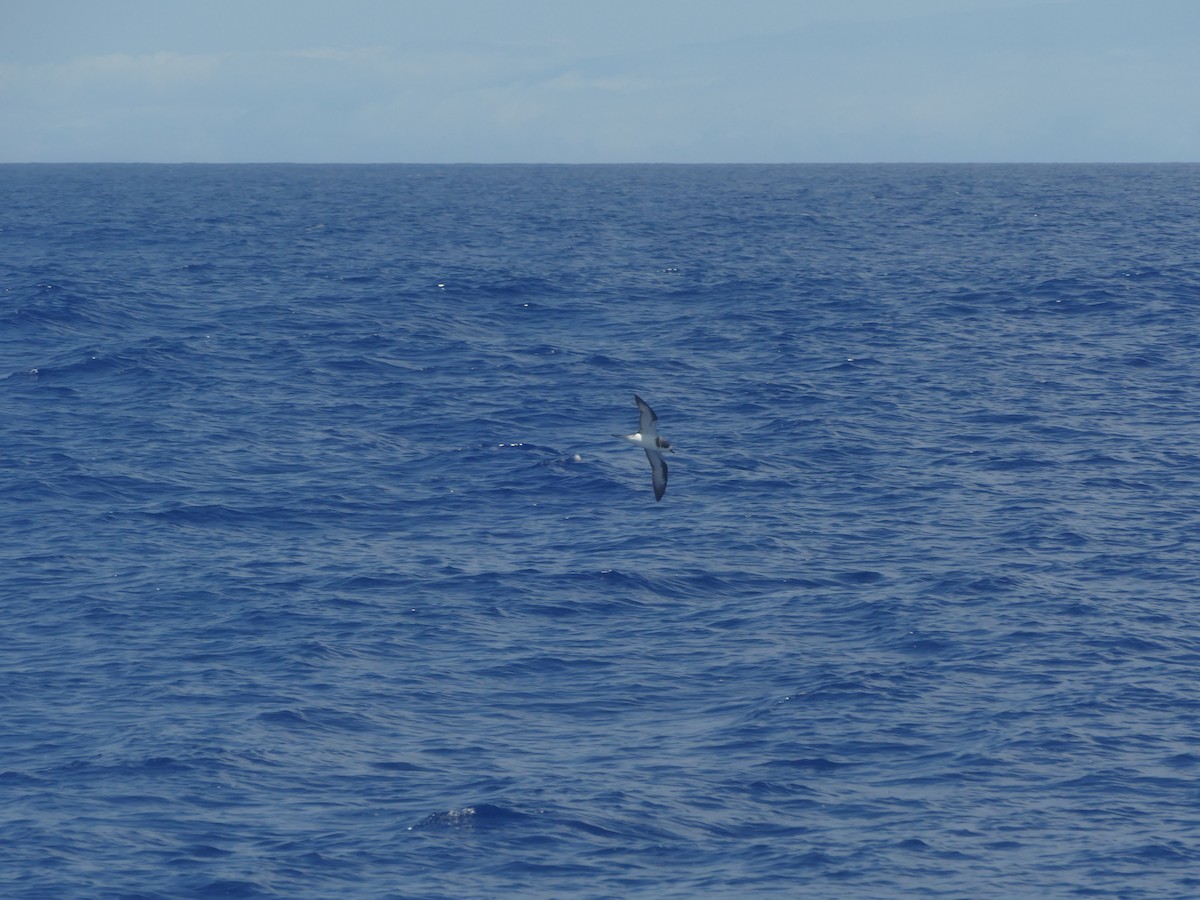 Hawaiian Petrel - ML644774563