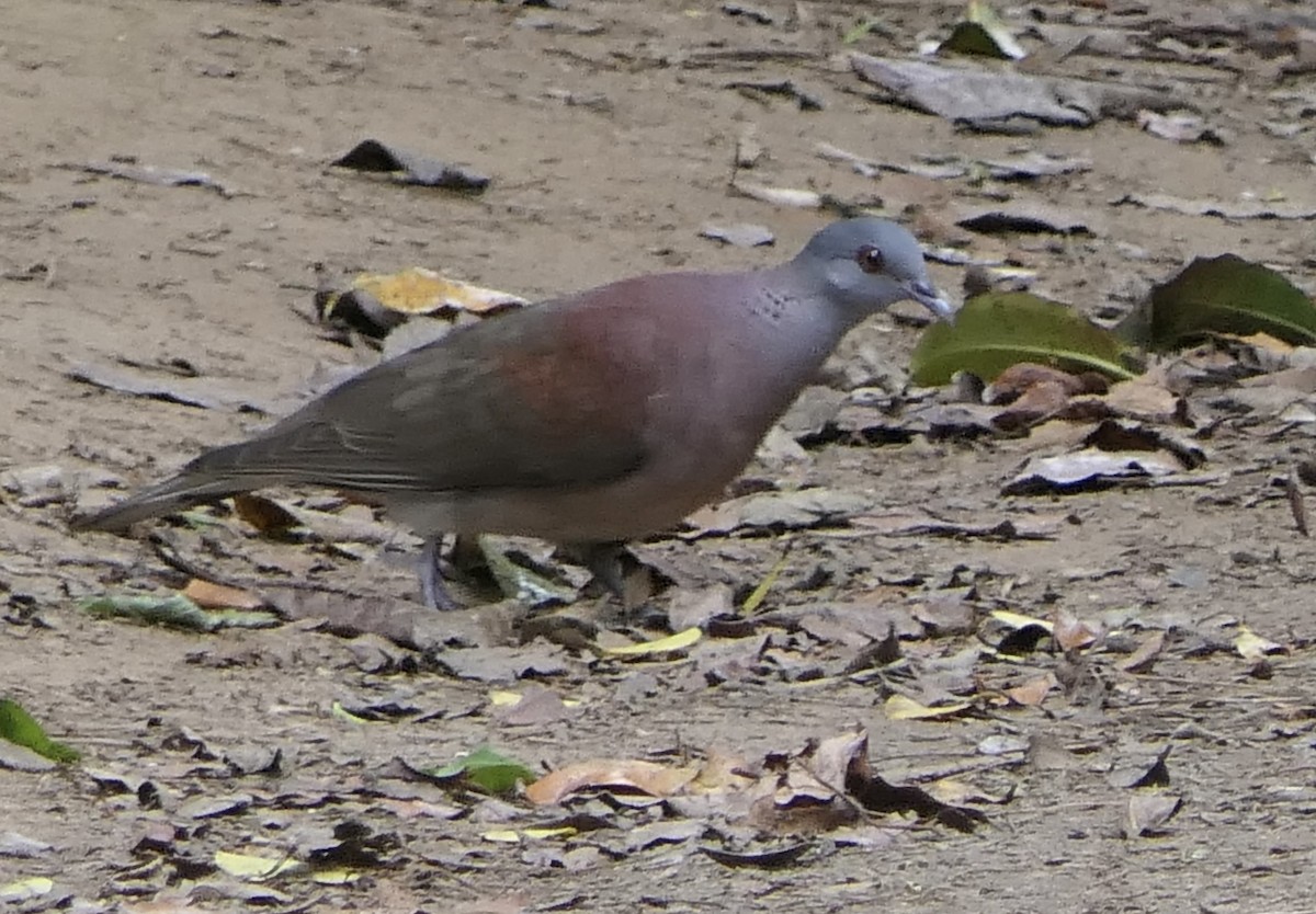 Горлиця мадагаскарська - ML644774568