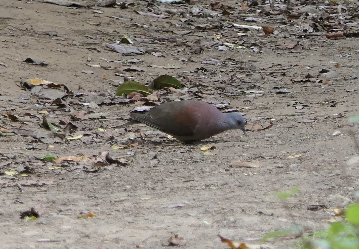 Горлиця мадагаскарська - ML644774569