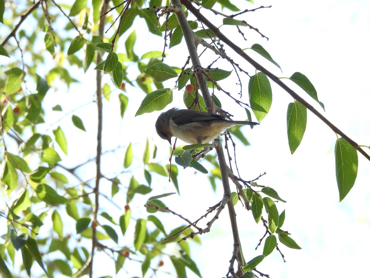 Verdin - ML644774571