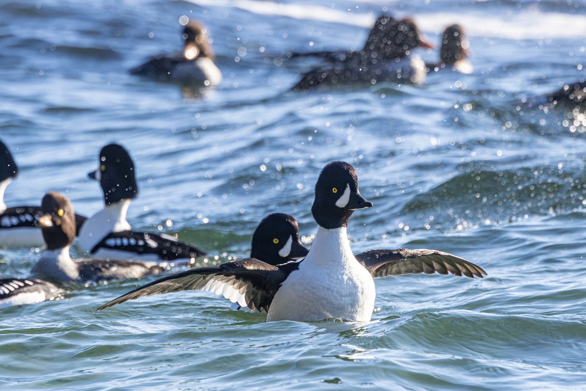 Barrow's Goldeneye - ML644774572