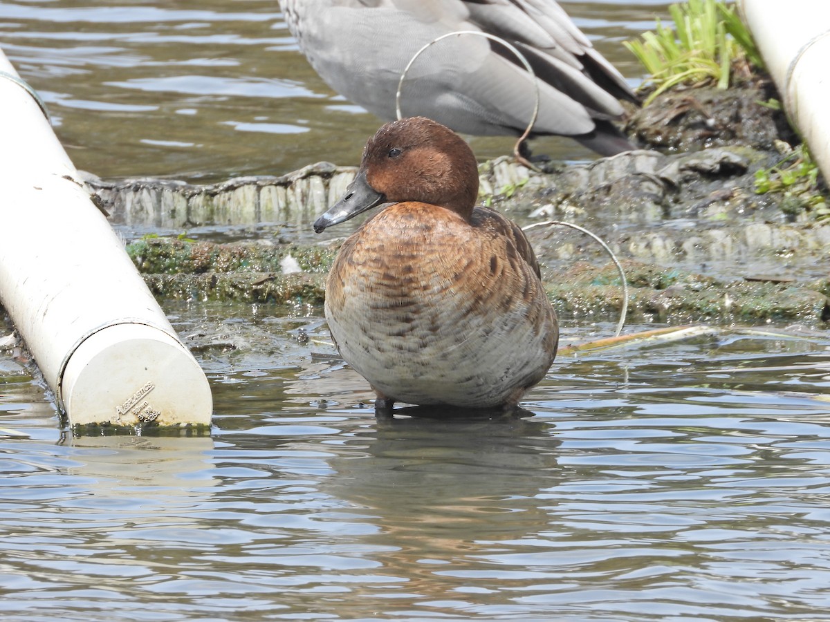 Hardhead - ML644774573