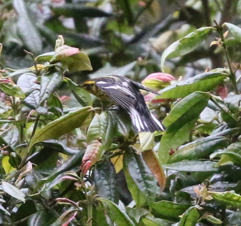 Blackburnian Warbler - ML644774581