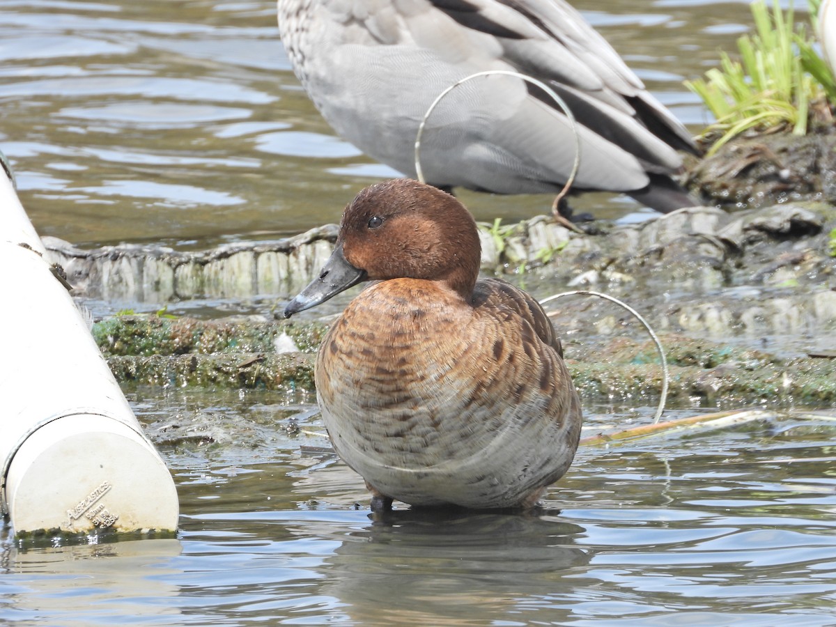 Hardhead - ML644774584