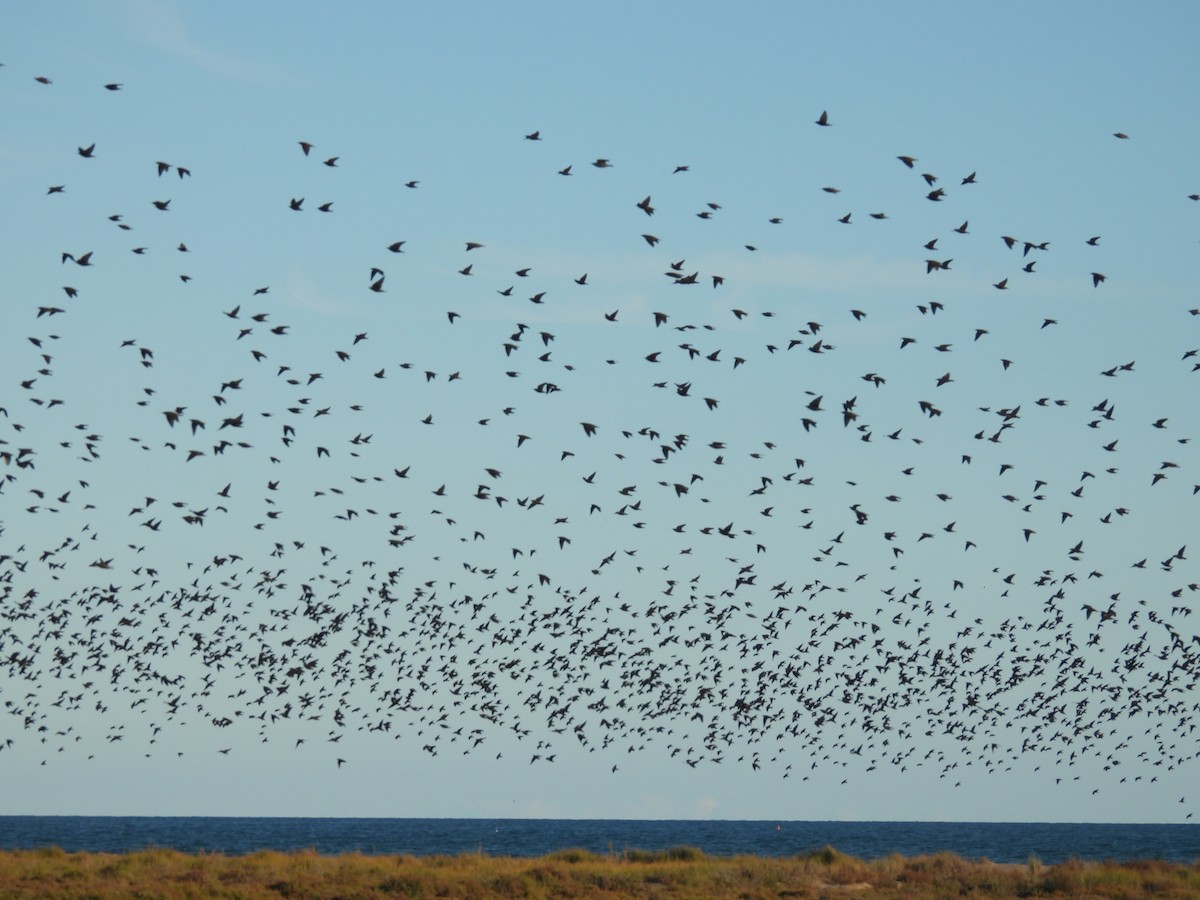 Étourneau unicolore - ML644774587