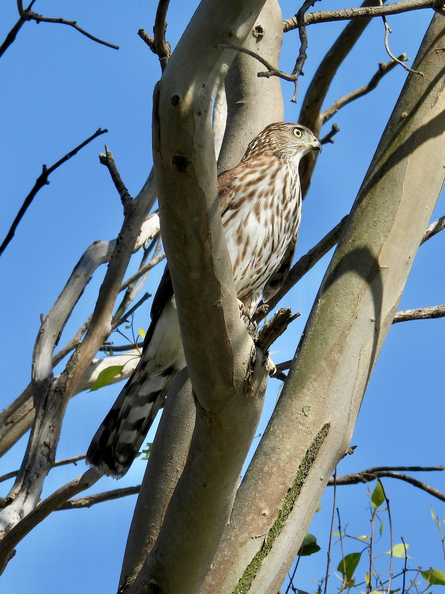 Sharp-shinned/Cooper's Hawk - ML644774588