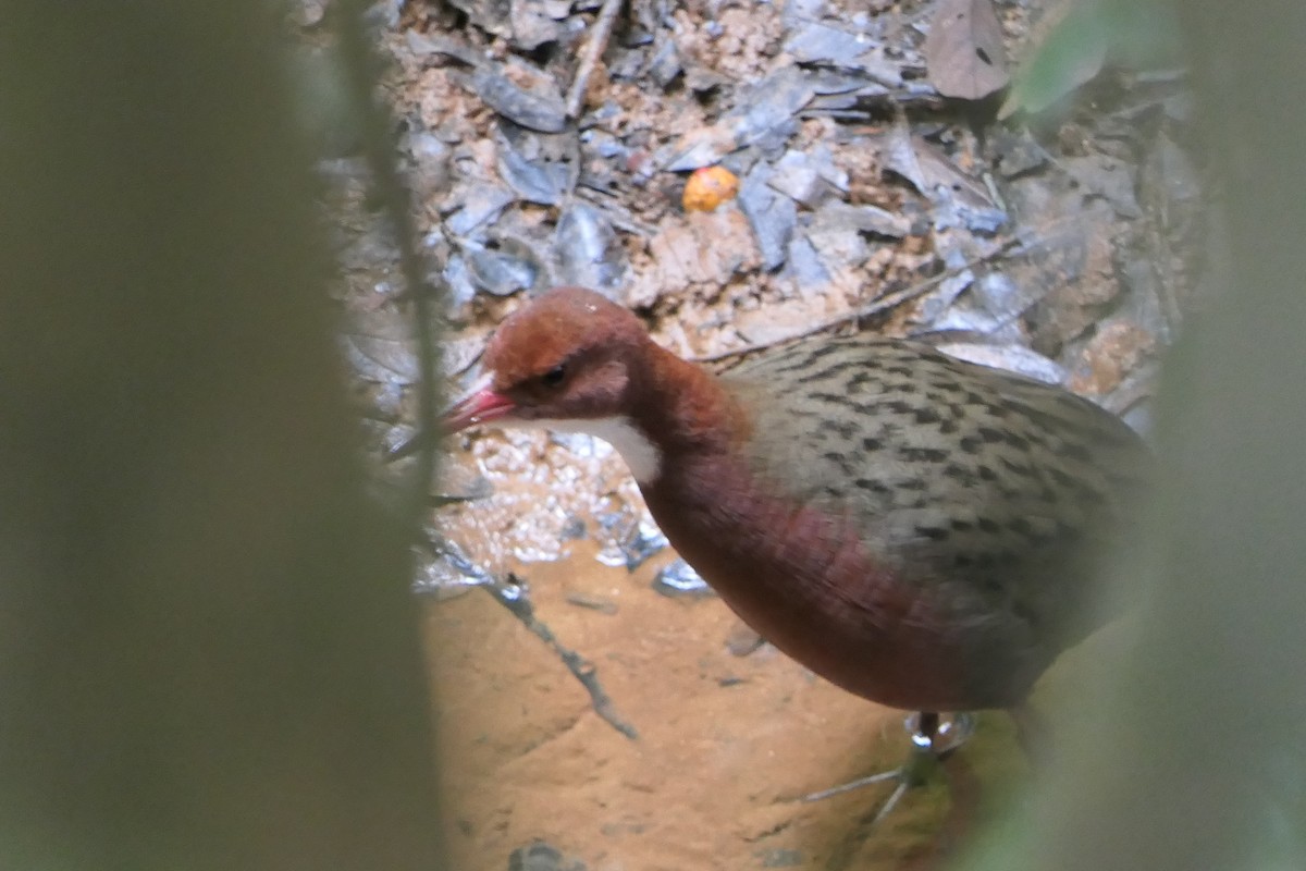 White-throated Rail - ML644774589