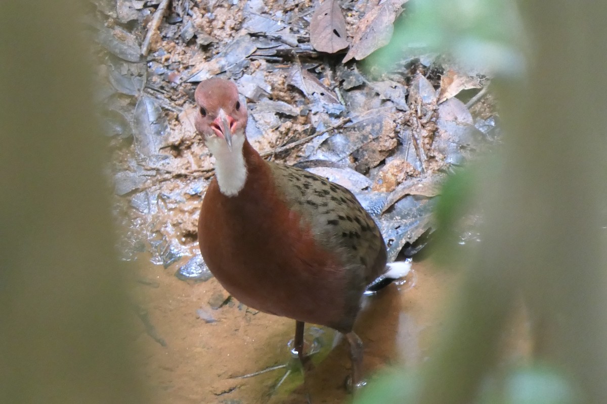 White-throated Rail - ML644774590