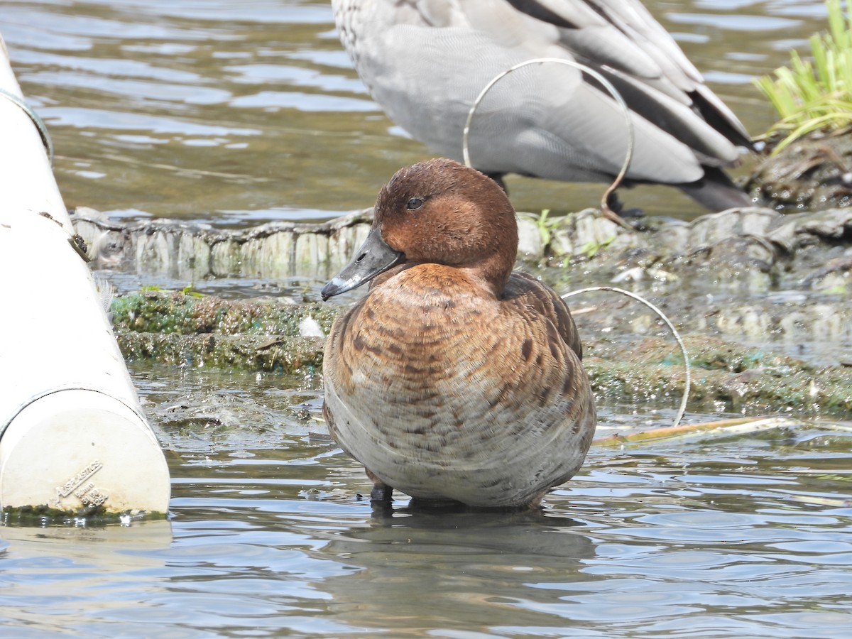 Hardhead - ML644774593