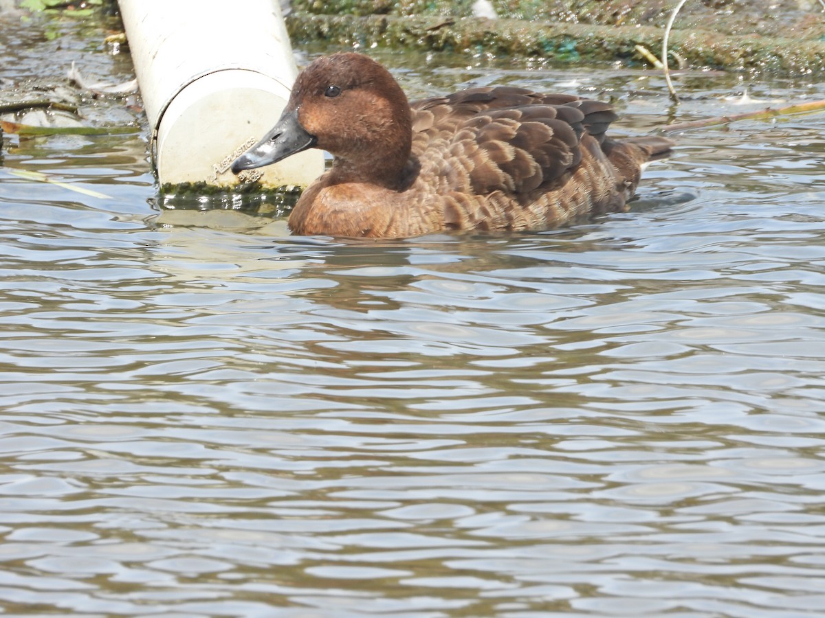 Hardhead - ML644774594