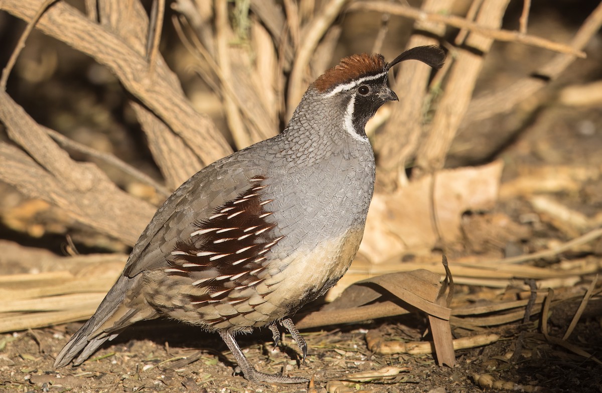 Gambel's Quail - ML644774595