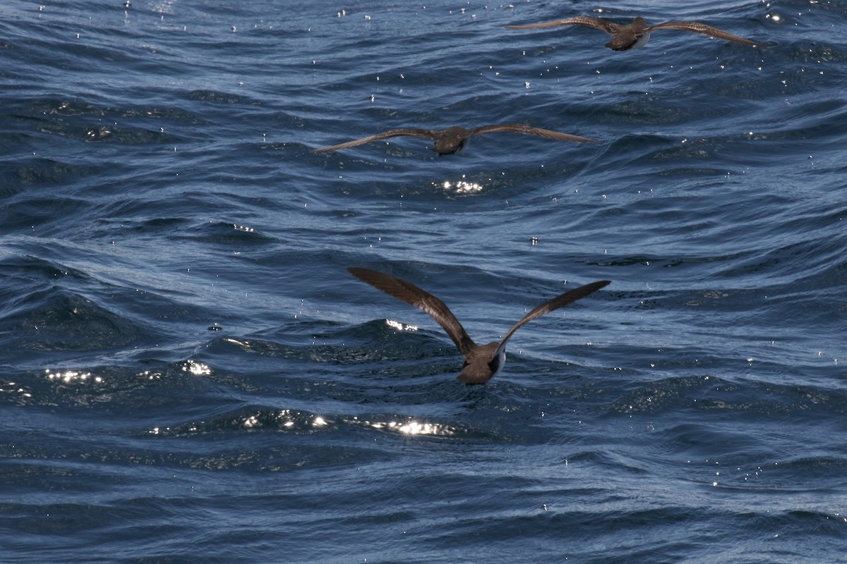 Galapagos Shearwater - ML644774596
