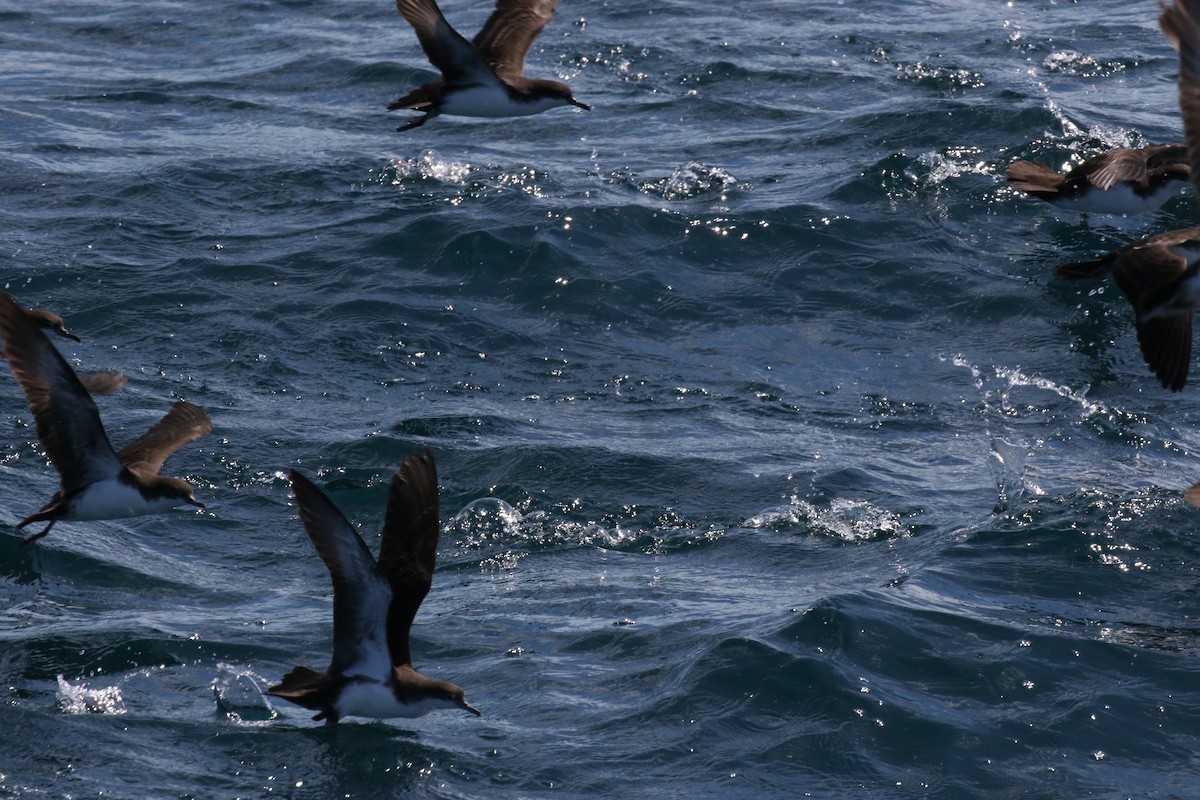 Galapagos Shearwater - ML644774597