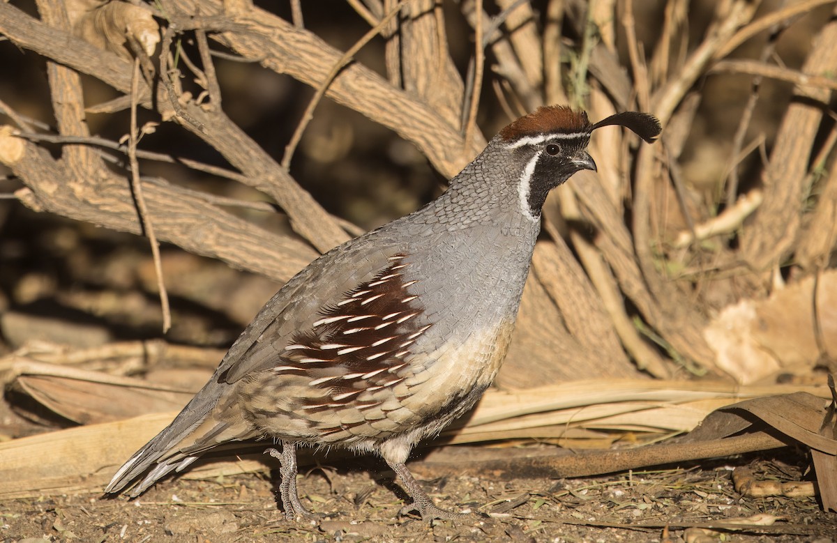 Gambel's Quail - ML644774598