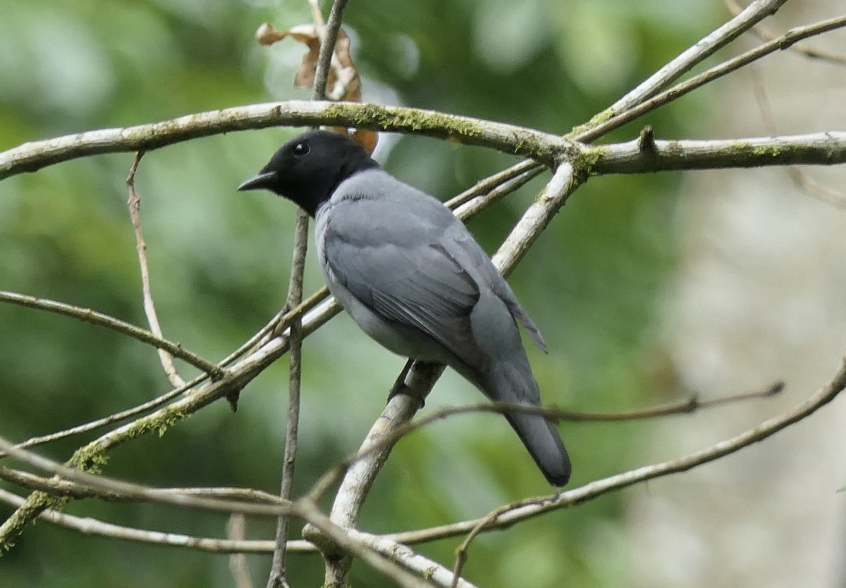 Madagascar Cuckooshrike - ML644774599