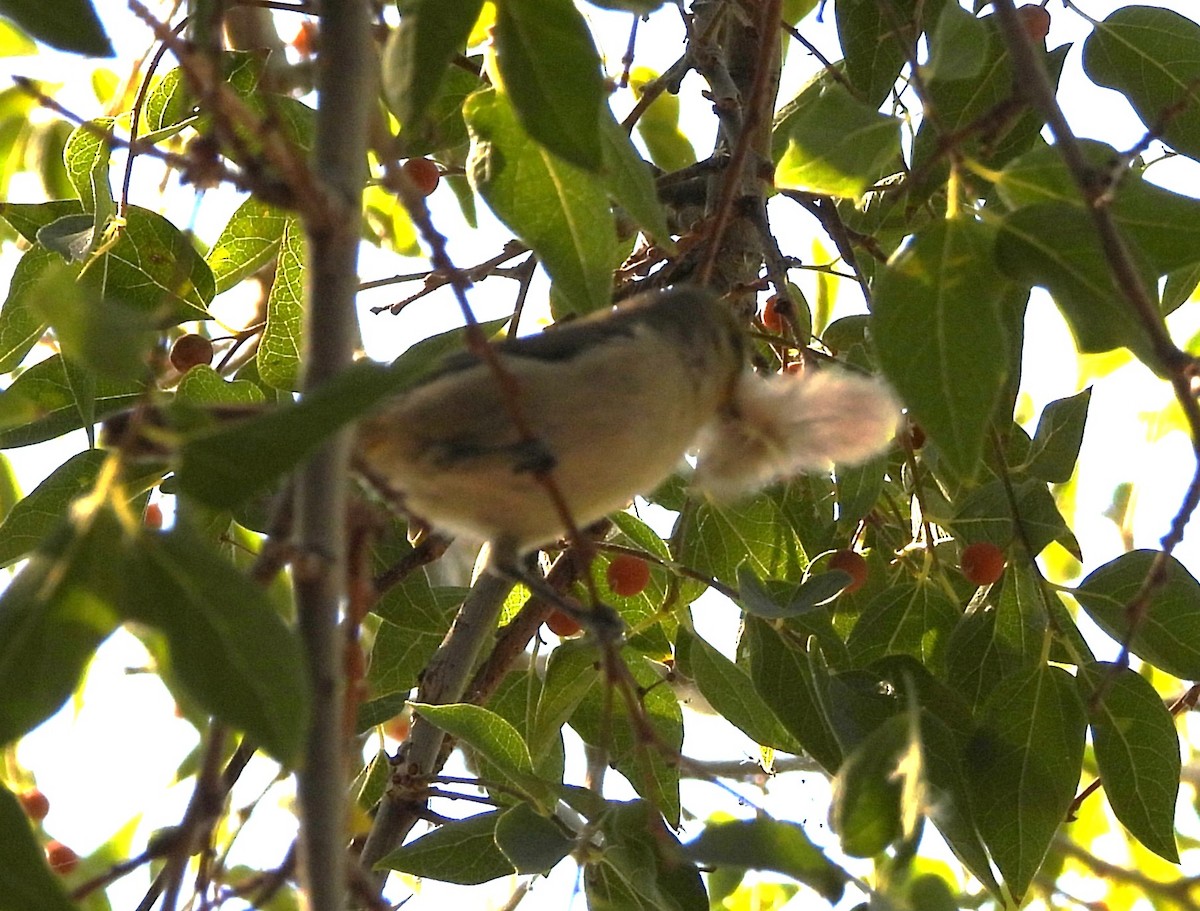 Verdin - ML644774600