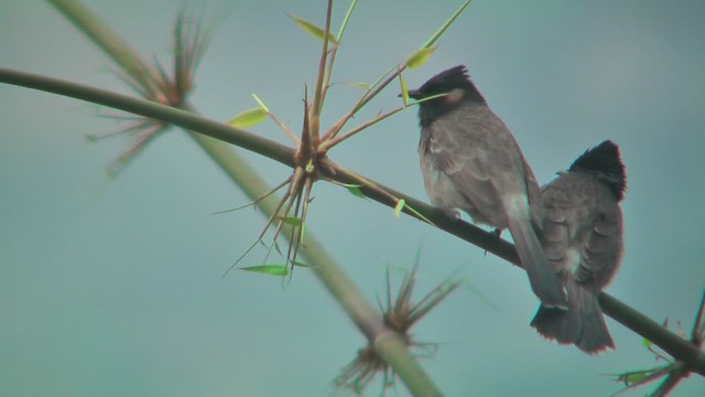 Red-vented Bulbul - ML644774601