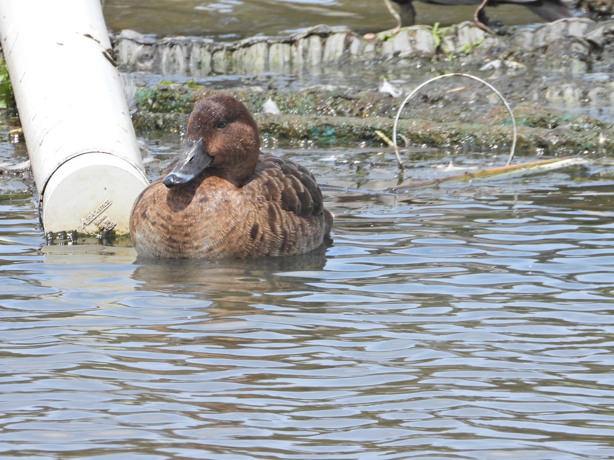 Hardhead - ML644774602