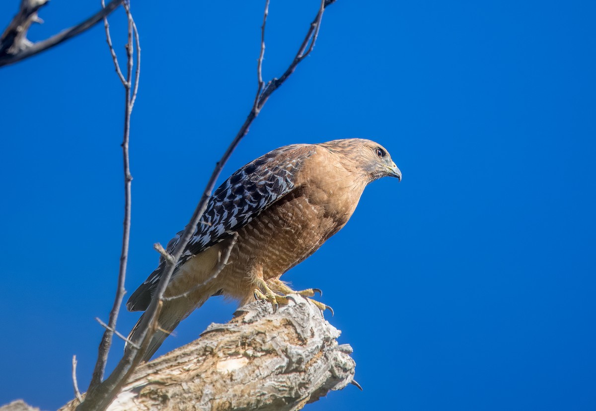 Red-shouldered Hawk - ML644774609