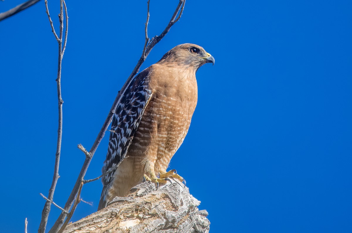 Red-shouldered Hawk - ML644774617