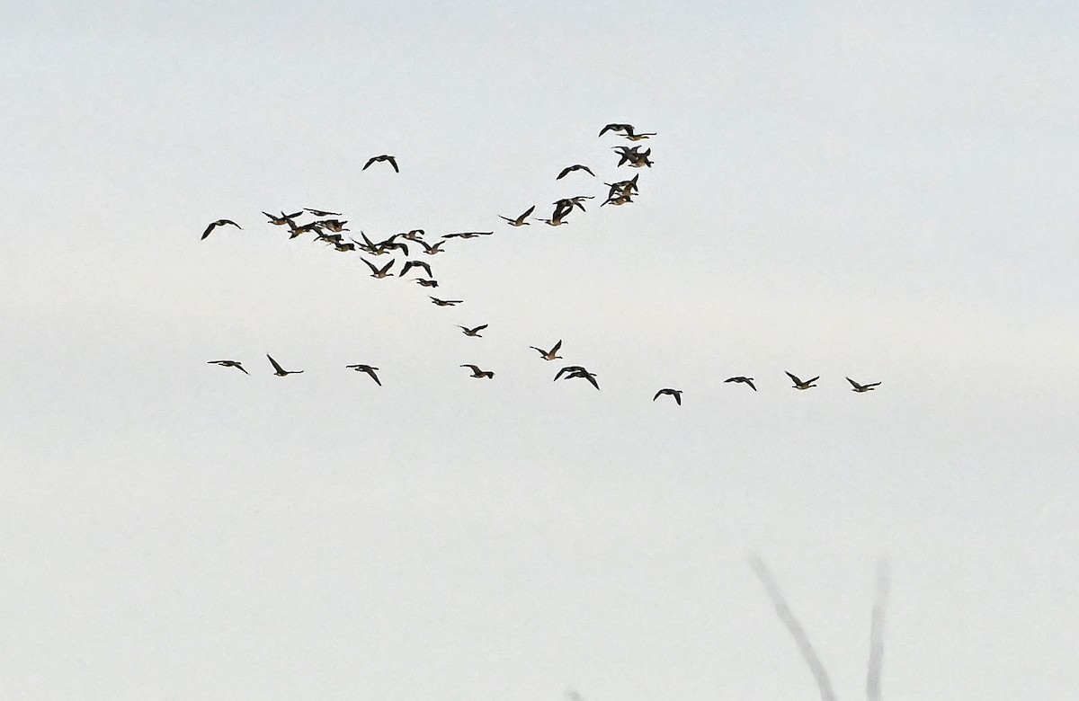 Canada Goose - ML644774619