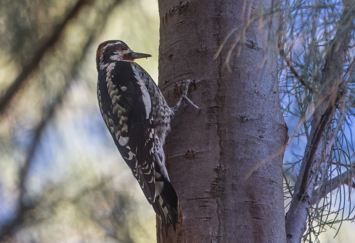 Red-naped Sapsucker - ML644774620