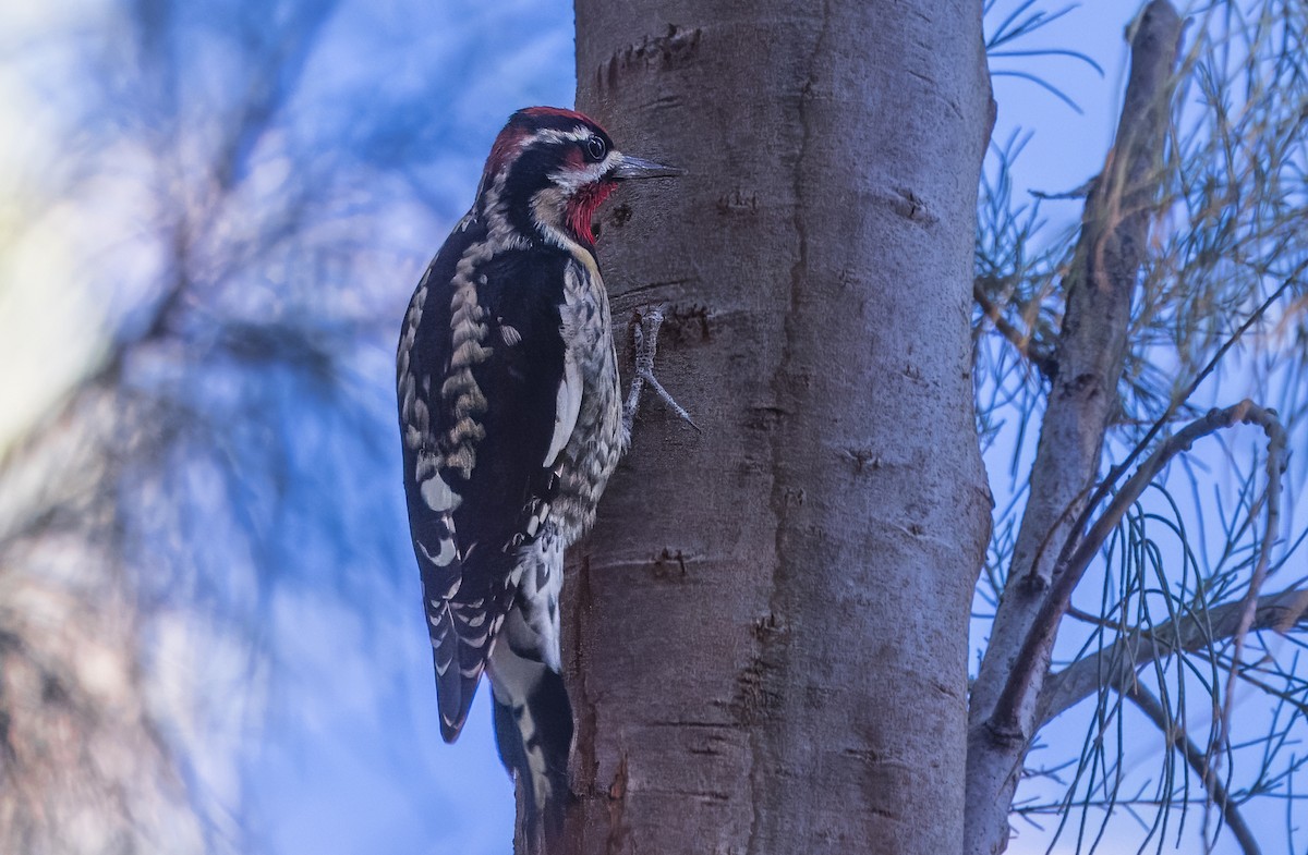 Red-naped Sapsucker - ML644774622