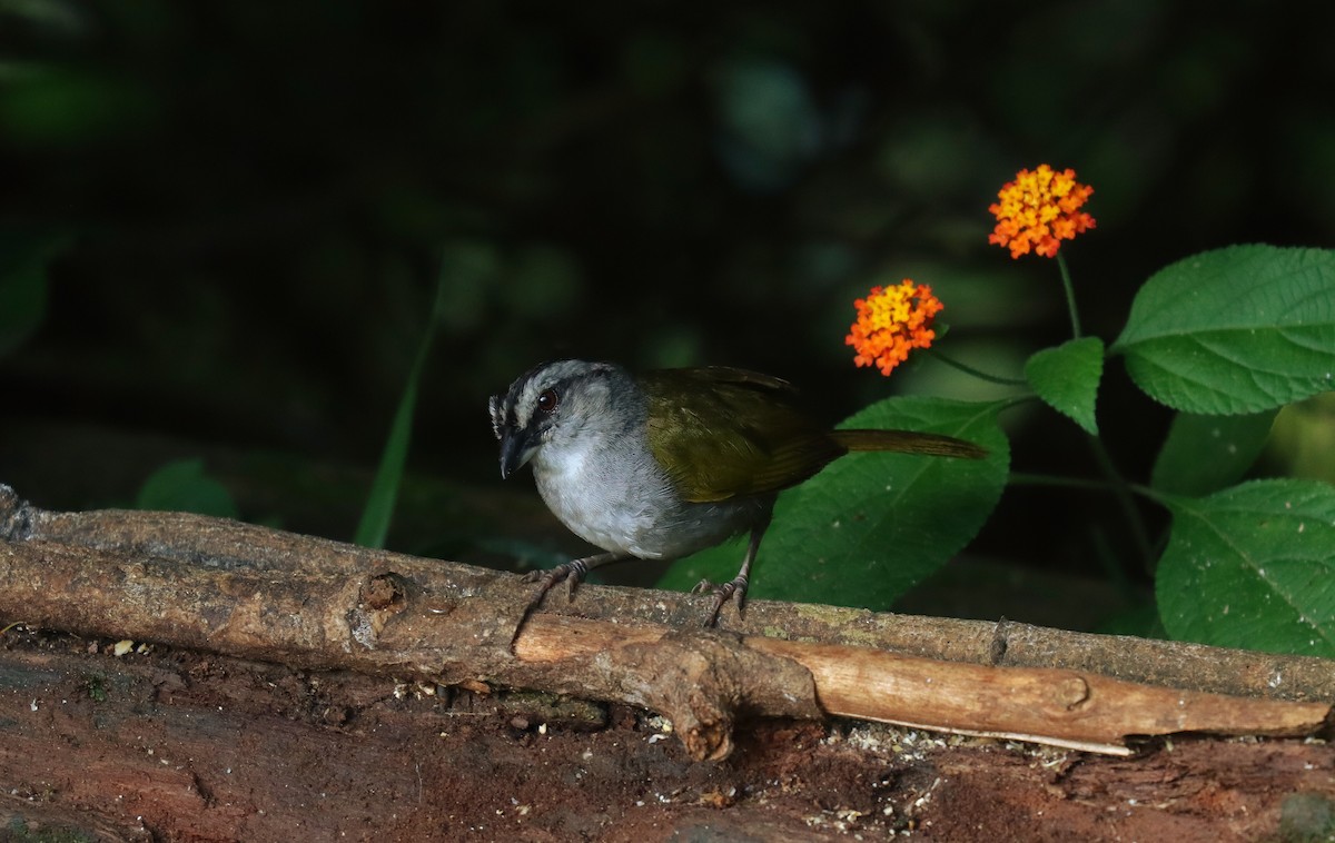 Cerquero Negrilistado - ML644774623