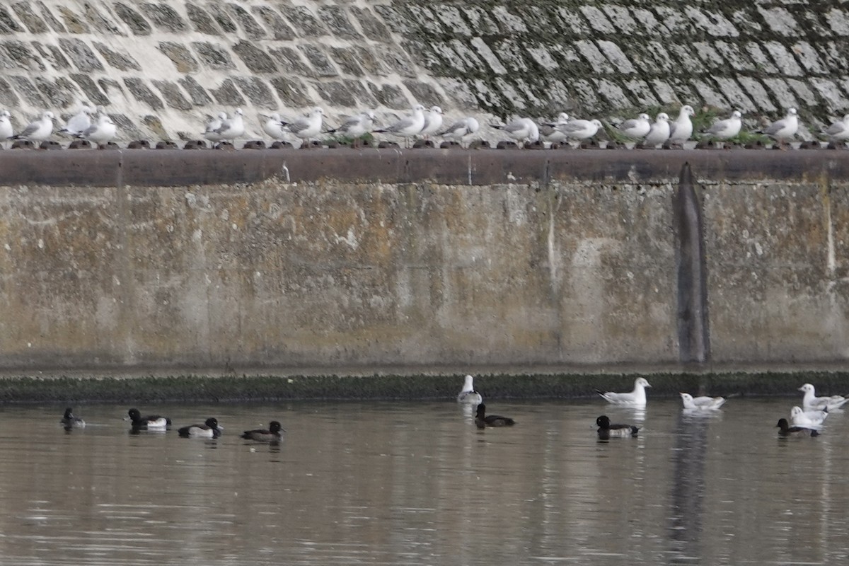 Porrón Moñudo - ML644774624