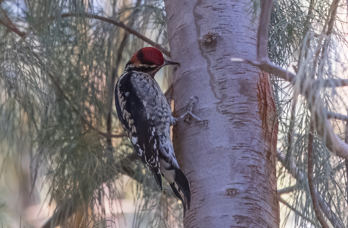 Chupasavia Nuquirrojo - ML644774625